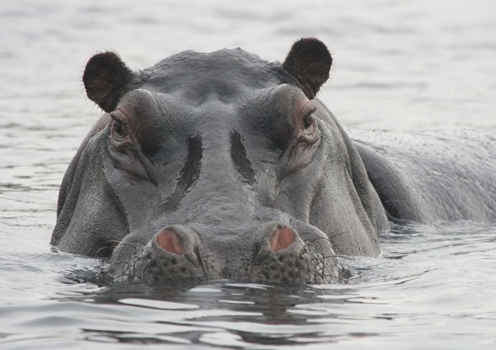 hippo