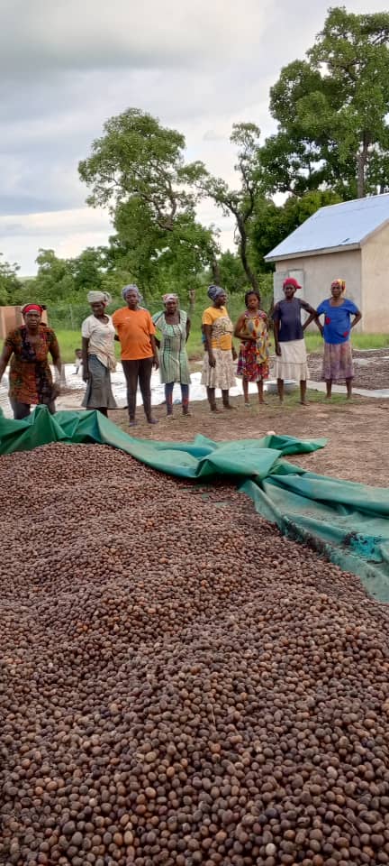 Bole Noyini Shea Pickers Cooperative - Photo 1