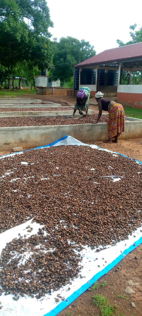 Damongo-Sunkpa Sheanuts Pickers Co-Operative - Photo 1