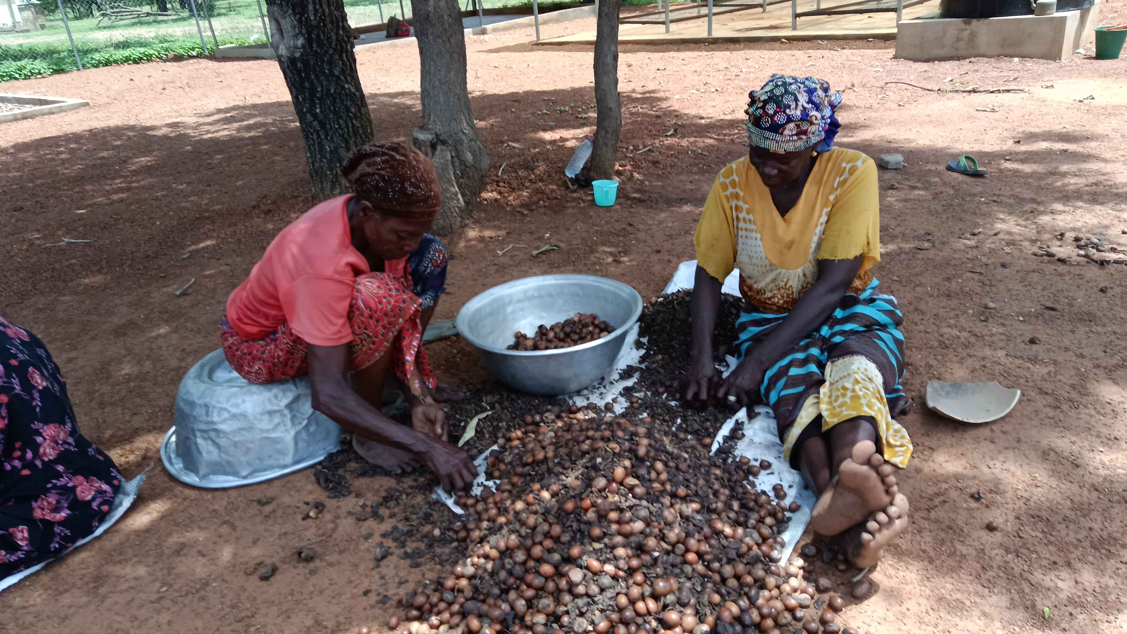Gushegu Kpugi Sheanuts Pickers Cooperative - Photo 2