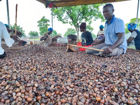 Savelugu Suglo Mboribuni Sheanut Pickers and Marketing Society - Photo 2