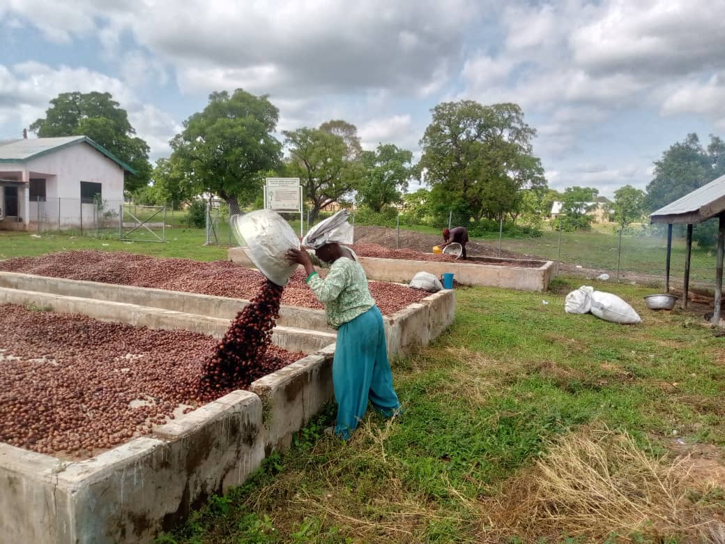 Wechiau Hippo Sanctuary Organic Shea Nuts Collectors Cooperative - Photo 1