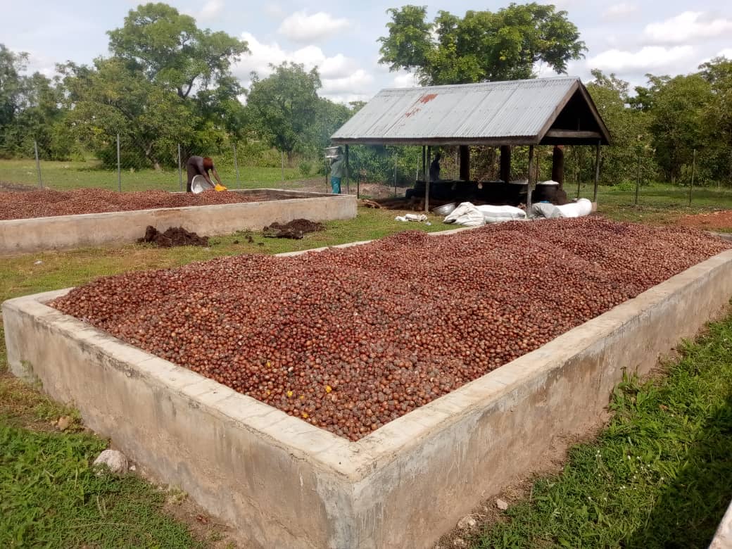 Wechiau Hippo Sanctuary Organic Shea Nuts Collectors Cooperative - Photo 2