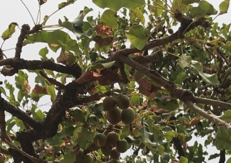 Shea Nut Harvest Update for March 2019