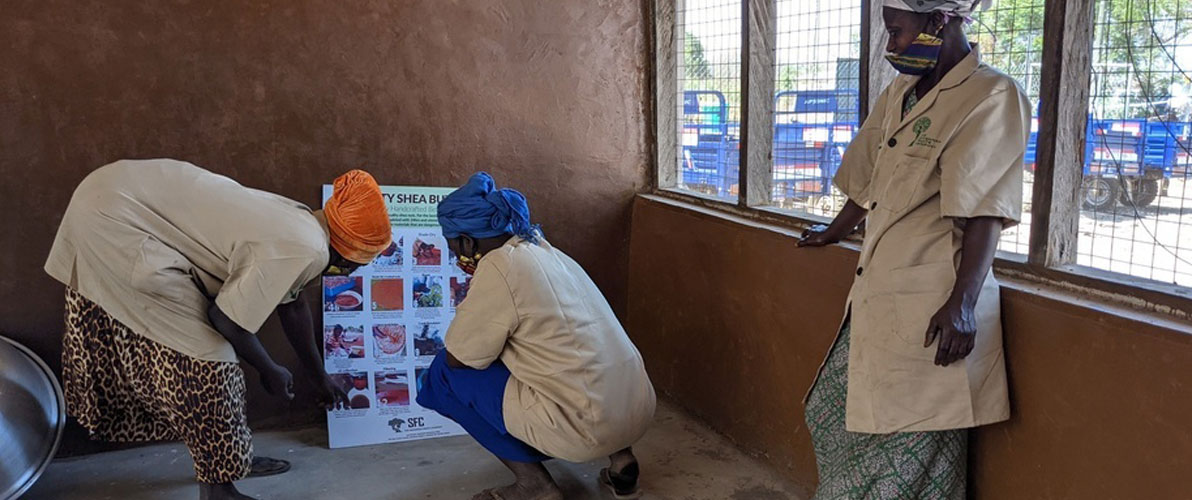 Two Ghanaian women kneeling over to read poster of shea butter processing steps while one stands overhead